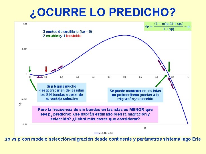 ¿OCURRE LO PREDICHO? 3 puntos de equilibrio (∆p = 0) 2 estables y 1
