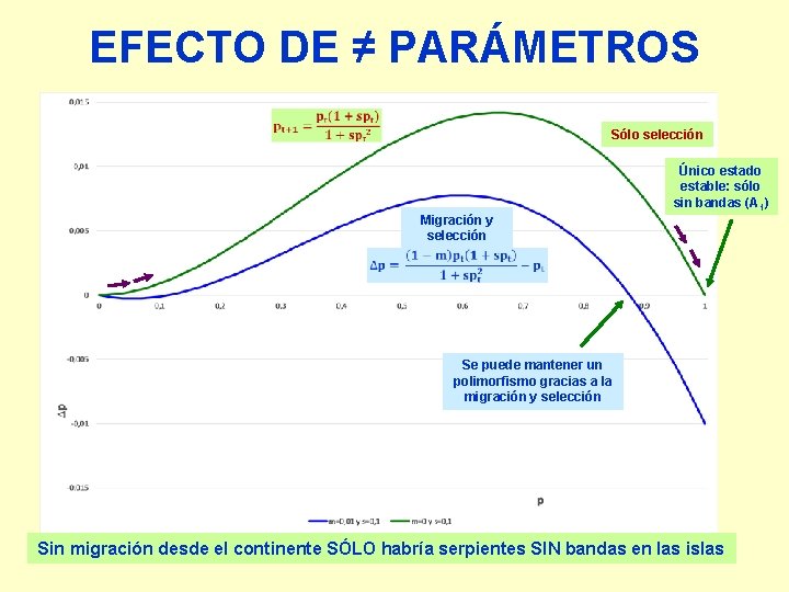 EFECTO DE ≠ PARÁMETROS Sólo selección Único estado estable: sólo sin bandas (A 1)