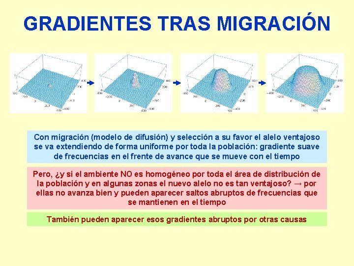GRADIENTES TRAS MIGRACIÓN Con migración (modelo de difusión) y selección a su favor el