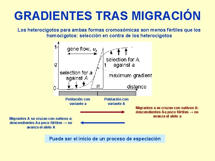 GRADIENTES TRAS MIGRACIÓN Los heterocigotos para ambas formas cromosómicas son menos fértiles que los