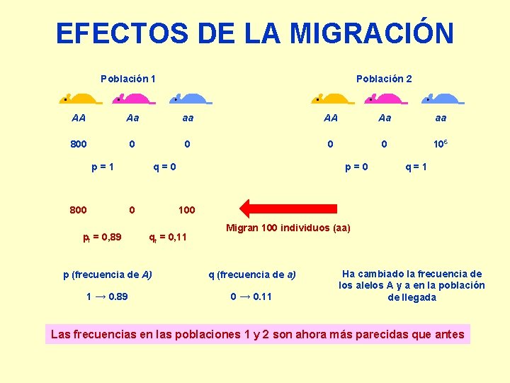 EFECTOS DE LA MIGRACIÓN Población 1 Población 2 AA Aa aa 800 0 0