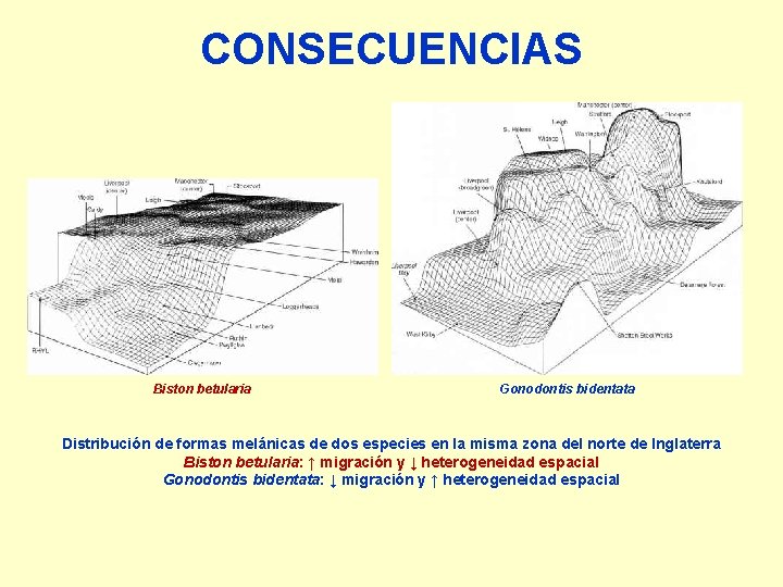 CONSECUENCIAS Biston betularia Gonodontis bidentata Distribución de formas melánicas de dos especies en la