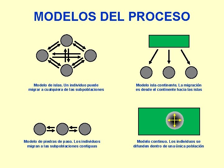 MODELOS DEL PROCESO Modelo de islas. Un individuo puede migrar a cualquiera de las