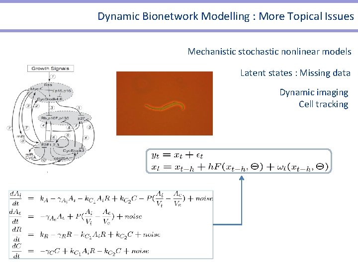 Dynamic Bionetwork Modelling : More Topical Issues Dynamic cellular networks Mechanistic stochastic nonlinear models Dynamic Bionetwork Modelling : More Topical Issues Dynamic cellular networks Mechanistic stochastic nonlinear models