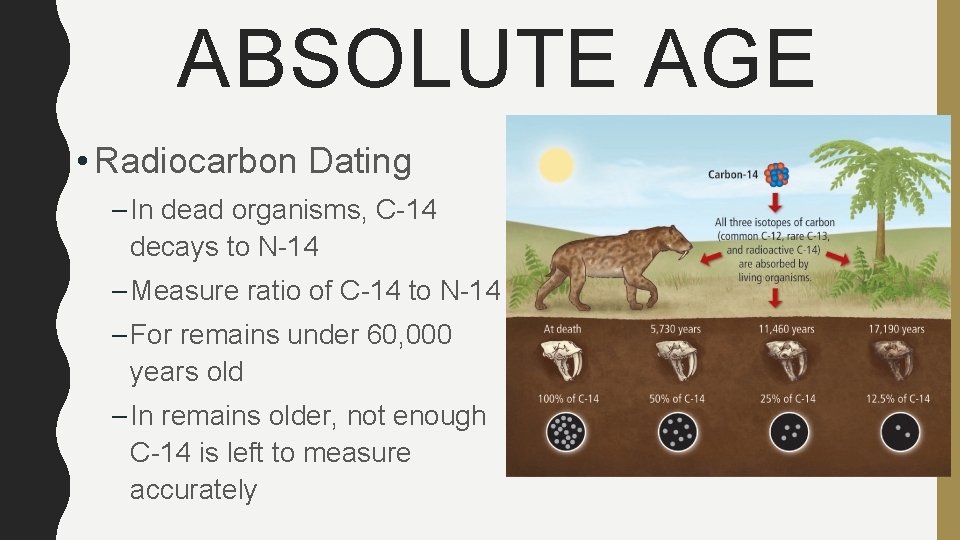 ABSOLUTE AGE • Radiocarbon Dating – In dead organisms, C-14 decays to N-14 –