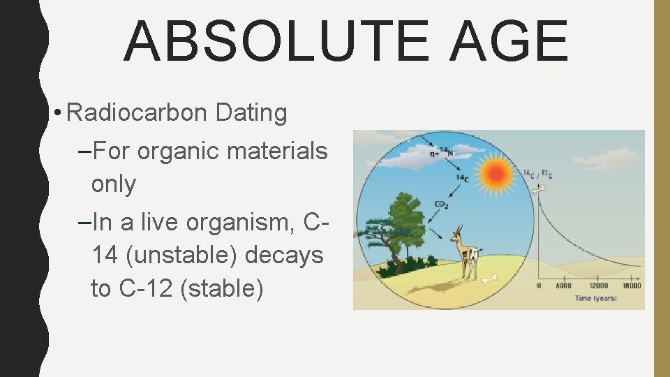 ABSOLUTE AGE • Radiocarbon Dating –For organic materials only –In a live organism, C