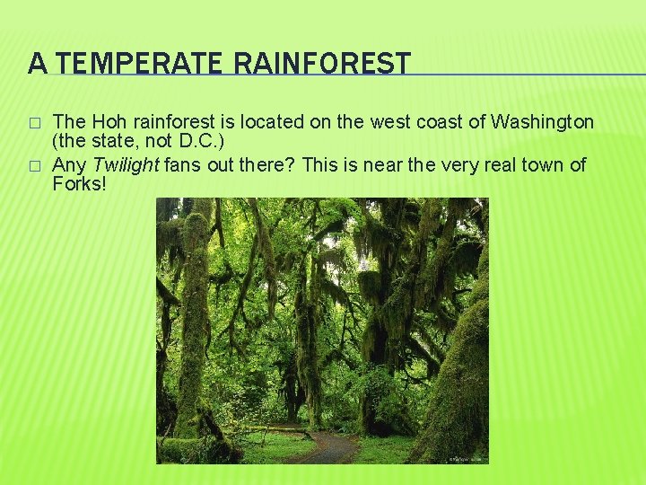 A TEMPERATE RAINFOREST � � The Hoh rainforest is located on the west coast