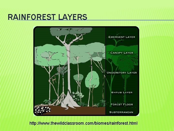 RAINFOREST LAYERS http: //www. thewildclassroom. com/biomes/rainforest. html 