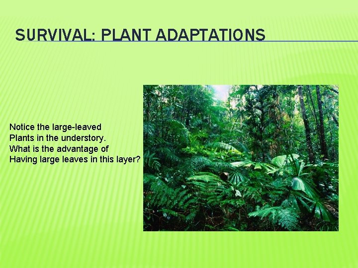 SURVIVAL: PLANT ADAPTATIONS Notice the large-leaved Plants in the understory. What is the advantage