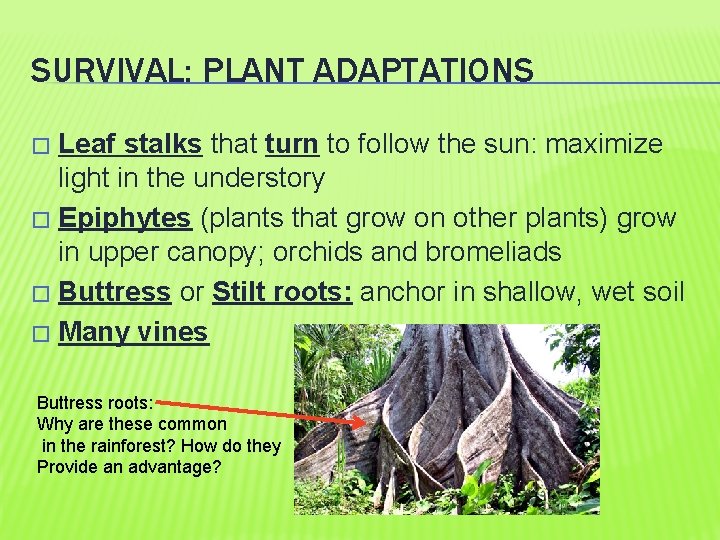 SURVIVAL: PLANT ADAPTATIONS Leaf stalks that turn to follow the sun: maximize light in