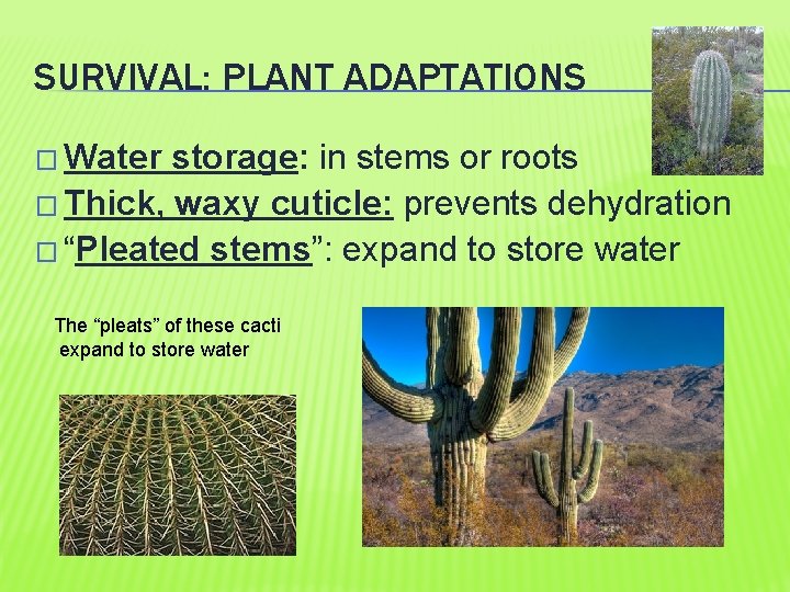 SURVIVAL: PLANT ADAPTATIONS � Water storage: in stems or roots � Thick, waxy cuticle: