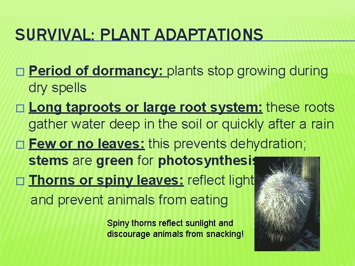 SURVIVAL: PLANT ADAPTATIONS Period of dormancy: plants stop growing during dry spells � Long