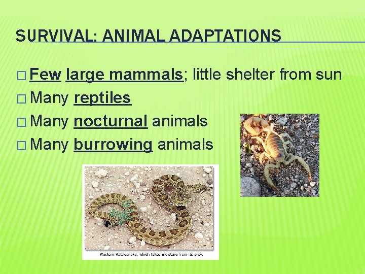 SURVIVAL: ANIMAL ADAPTATIONS � Few large mammals; little shelter from sun � Many reptiles