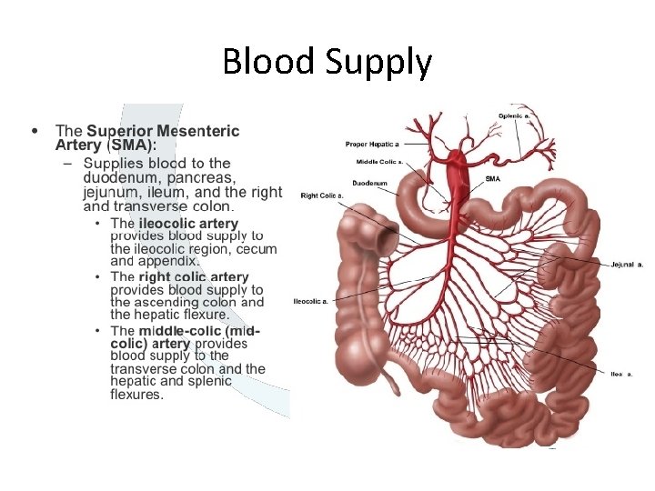 Blood Supply 