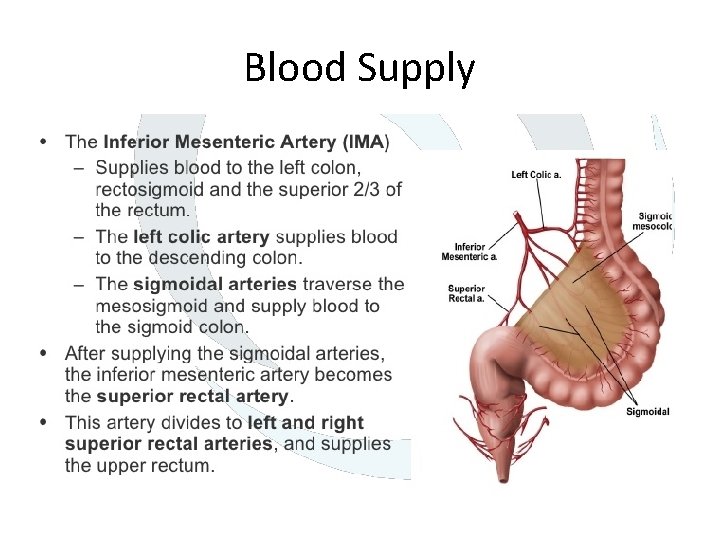 Blood Supply 