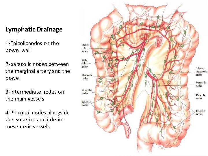 Lymphatic Drainage 1 -Epicolicnodes on the bowel wall 2 -paracolic nodes between the marginal