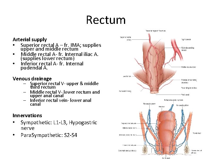 Rectum Arterial supply • Superior rectal A – fr. IMA; supplies upper and middle