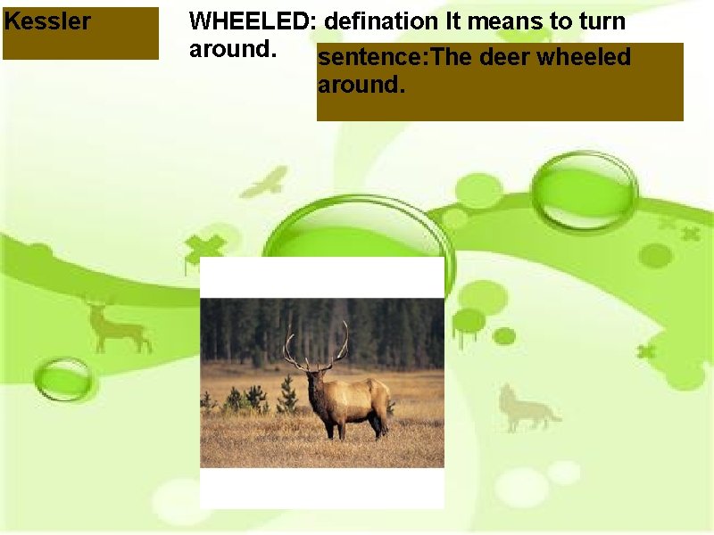Kessler WHEELED: defination It means to turn around. sentence: The deer wheeled around. 