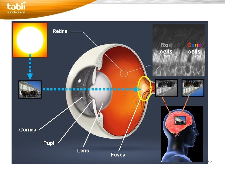 Rod cells Cone cells Cornea Pupil Lens 5/22/2021 Fovea Copyright Tobii Technology, Inc. Slide