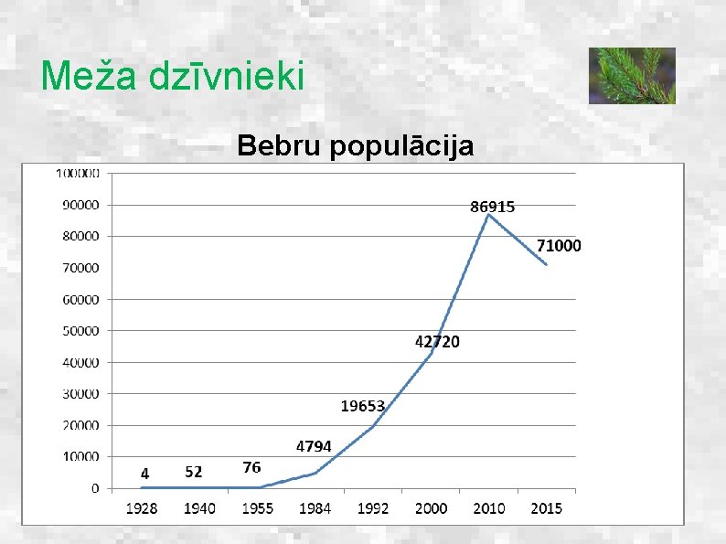 Meža dzīvnieki Bebru populācija 