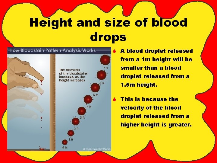 Height and size of blood drops S A blood droplet released from a 1