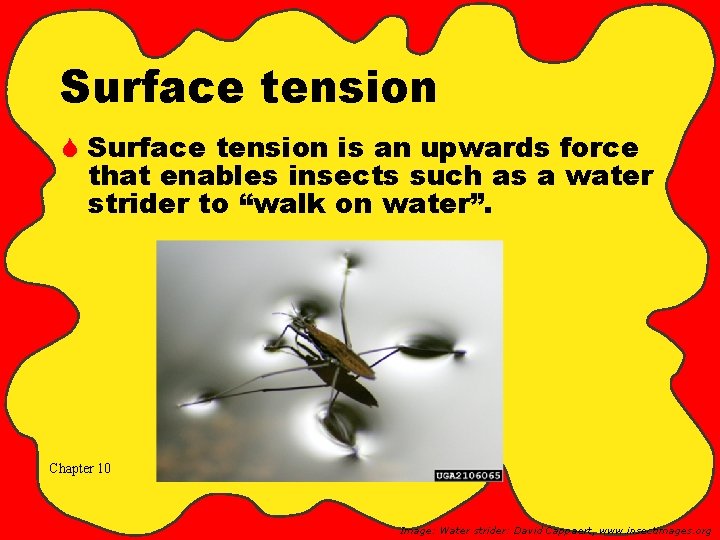Surface tension S Surface tension is an upwards force that enables insects such as