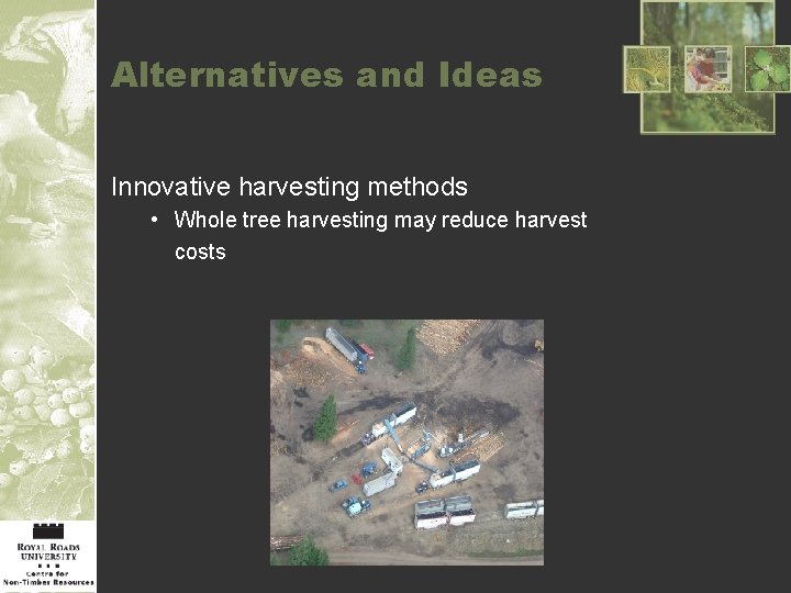 Alternatives and Ideas Innovative harvesting methods • Whole tree harvesting may reduce harvest costs