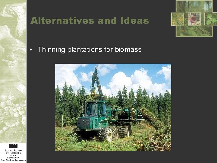 Alternatives and Ideas • Thinning plantations for biomass 