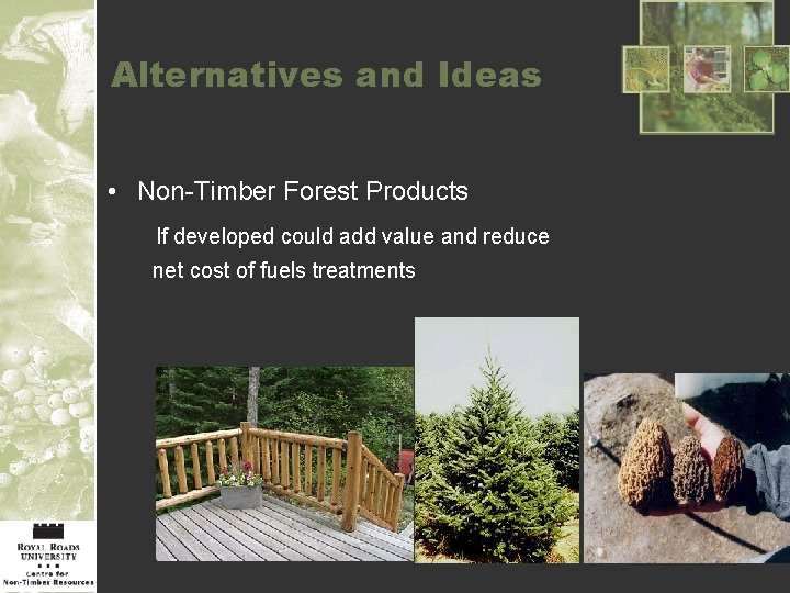 Alternatives and Ideas • Non-Timber Forest Products If developed could add value and reduce