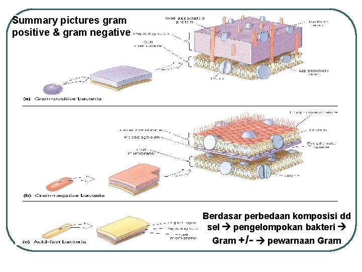 Summary pictures gram positive & gram negative Berdasar perbedaan komposisi dd sel pengelompokan bakteri