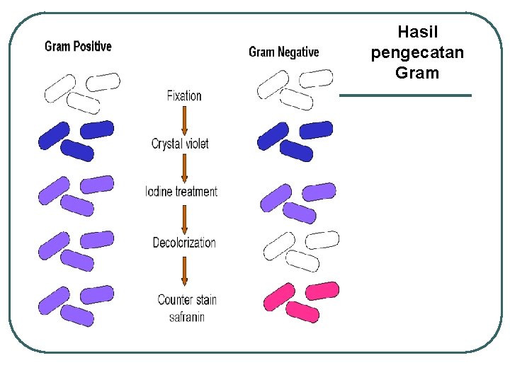 Hasil pengecatan Gram 