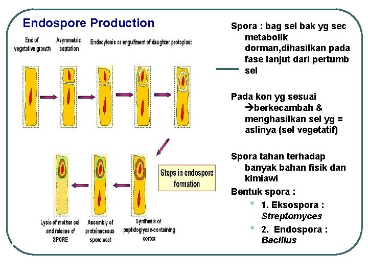 Endospore Production Spora : bag sel bak yg sec metabolik dorman, dihasilkan pada fase