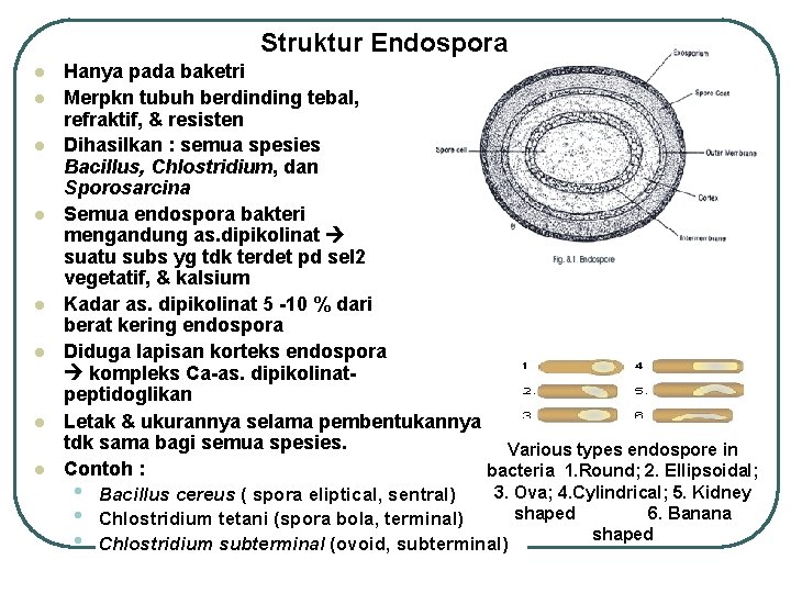 Struktur Endospora l l l l Hanya pada baketri Merpkn tubuh berdinding tebal, refraktif,