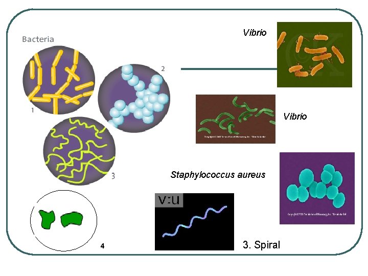 Vibrio Staphylococcus aureus 4 3. Spiral 