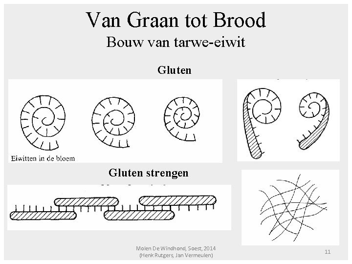 Van Graan tot Brood Bouw van tarwe-eiwit Gluten strengen Molen De Windhond, Soest, 2014