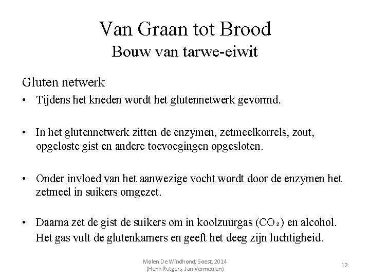 Van Graan tot Brood Bouw van tarwe-eiwit Gluten netwerk • Tijdens het kneden wordt