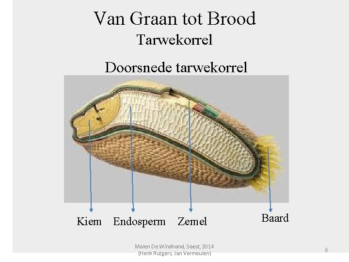 Van Graan tot Brood Tarwekorrel Doorsnede tarwekorrel Kiem Endosperm Zemel Molen De Windhond, Soest,