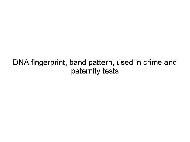 DNA fingerprint, band pattern, used in crime and paternity tests 