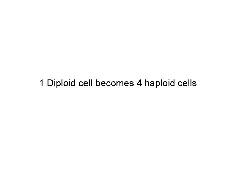 1 Diploid cell becomes 4 haploid cells 