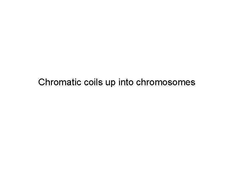 Chromatic coils up into chromosomes 