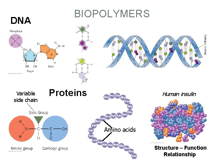 DNA Variable side chain BIOPOLYMERS Proteins Human insulin Amino acids Structure – Function Relationship