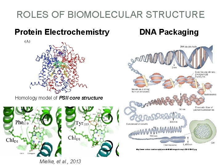 ROLES OF BIOMOLECULAR STRUCTURE Protein Electrochemistry DNA Packaging Homology model of PSII core structure