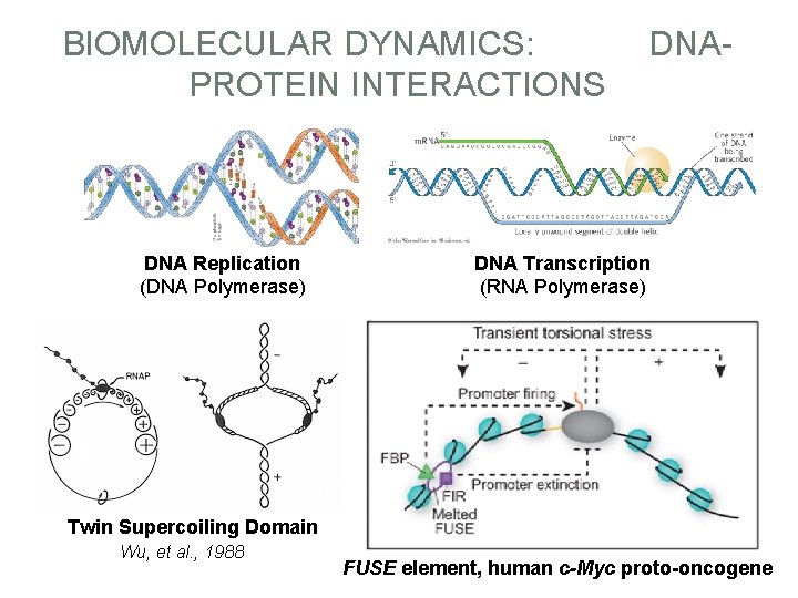 BIOMOLECULAR DYNAMICS: PROTEIN INTERACTIONS DNA Replication (DNA Polymerase) DNA- DNA Transcription (RNA Polymerase) Twin