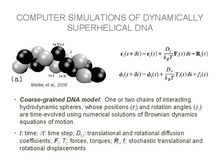 COMPUTER SIMULATIONS OF DYNAMICALLY SUPERHELICAL DNA Mielke, et al. , 2008 • Coarse-grained DNA