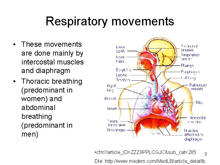 Respiratory movements • These movements are done mainly by intercostal muscles and diaphragm • Respiratory movements • These movements are done mainly by intercostal muscles and diaphragm •