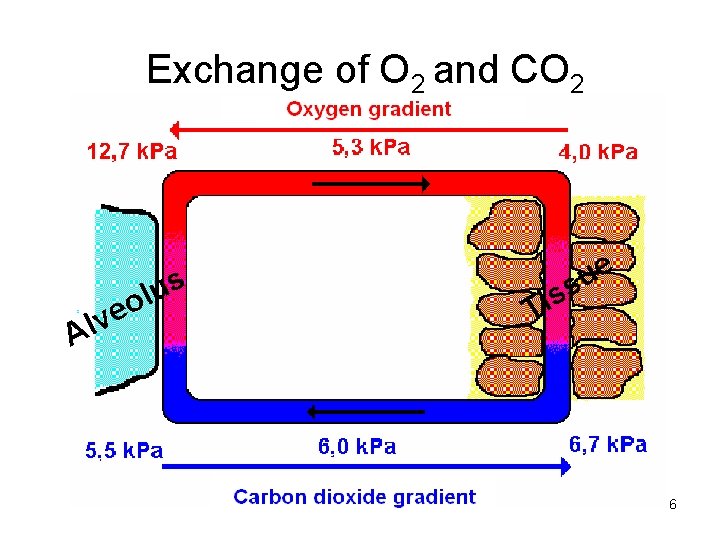 Exchange of O 2 and CO 2 e v l A s u l Exchange of O 2 and CO 2 e v l A s u l