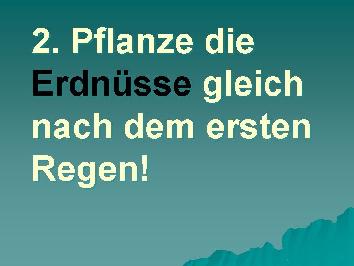 2. Pflanze die Erdnüsse gleich nach dem ersten Regen! 