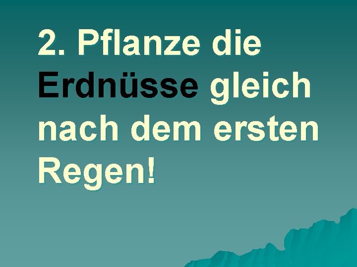 2. Pflanze die Erdnüsse gleich nach dem ersten Regen! 
