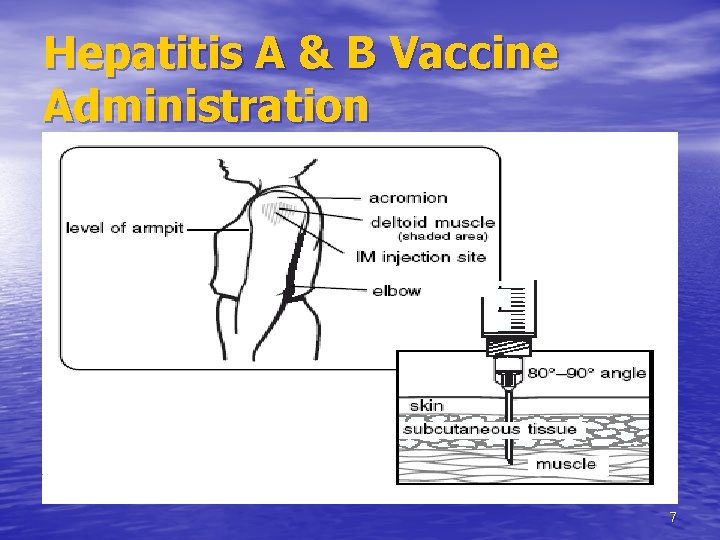 Hepatitis A & B Vaccine Administration 7 