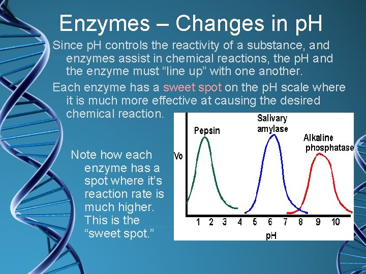 Enzymes – Changes in p. H Since p. H controls the reactivity of a